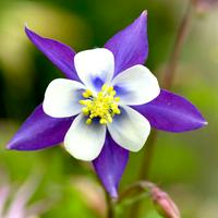 Purple Columbine