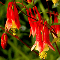 Red Columbine