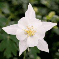 White Columbine