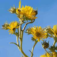 Compass Flower