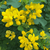 Coronilla