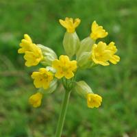 Cowslip