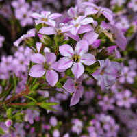 Diosma