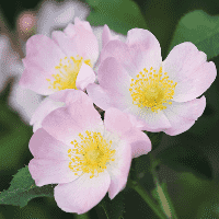 Dog Rose