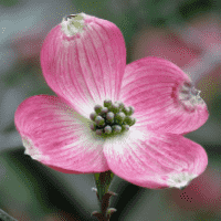 Dogwood