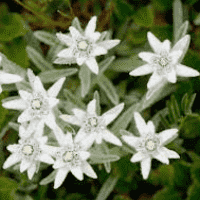 Edelweiss