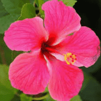 Hibiscus