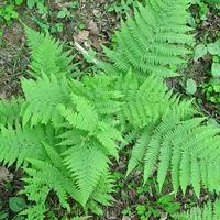 Fern