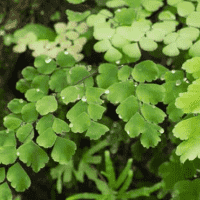 Maidenhair Fern