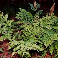 Royal Fern