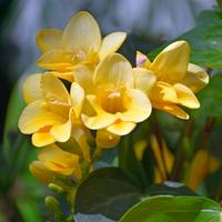 Freesia