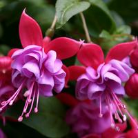 Fuchsia