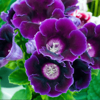 Gloxinia