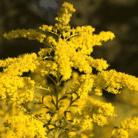 Goldenrod