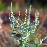 Goosefoot