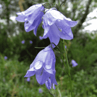 Harebell