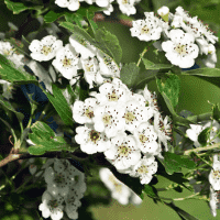 Hawthorn