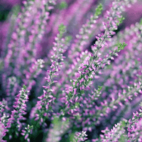 Purple Heather