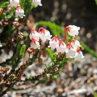 White Heather