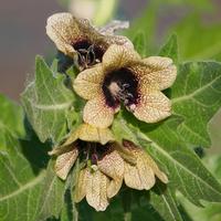 Henbane