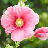 Hollyhock