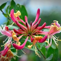 Honeysuckle