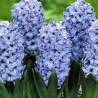 Blue Hyacinth