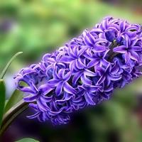 Purple Hyacinth