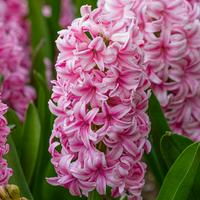 Red Hyacinth