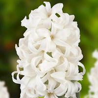 White Hyacinth