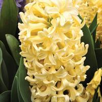 Yellow Hyacinth