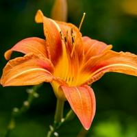 Day Lily