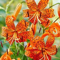 Tiger Lily