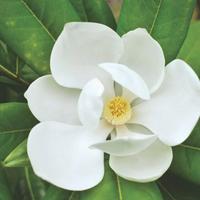 Magnolia