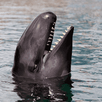 False Killer Whale