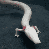 Olm