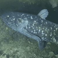 Coelacanth