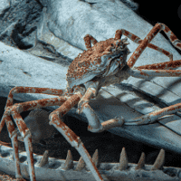 Japanese Spider Crab