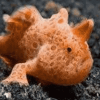 Frogfish