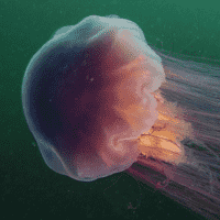 Lion's Mane Jellyfish