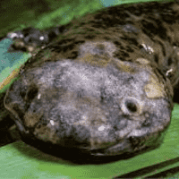 Chinese Giant Salamander