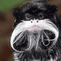 Emperor Tamarin