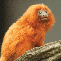 Golden Lion Tamarin