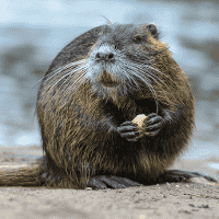 Nutria