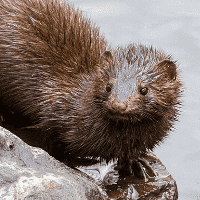 Sea Mink