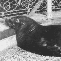 Caribbean Monk Seal