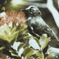 Kauaʻi ʻōʻō