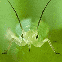 Aphid