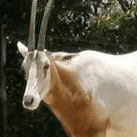 scimitar oryx