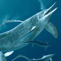 Ichthyosaur